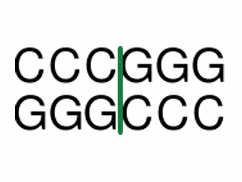 SmaI restriction enzyme recognition site with cleavage marked