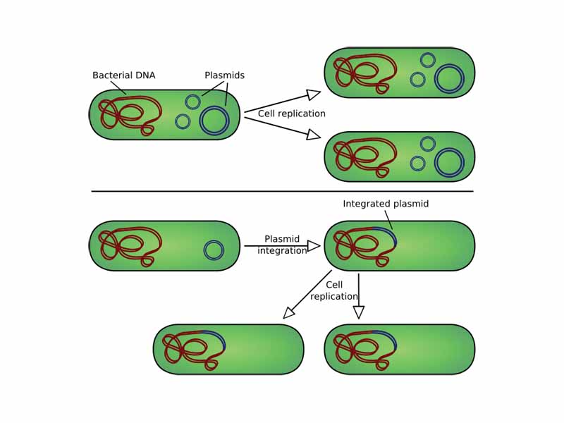 Comparison of non-integrating plasmids (top) and episomes (bottom). Top: Chromosomal DNA and plasmids replicated separately. Bottom: Chromosomal DNA with integrated plasmids replicate as a single chromosome.