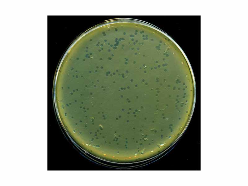 Lysis plaques of lambda phage on E. coli bacteria.