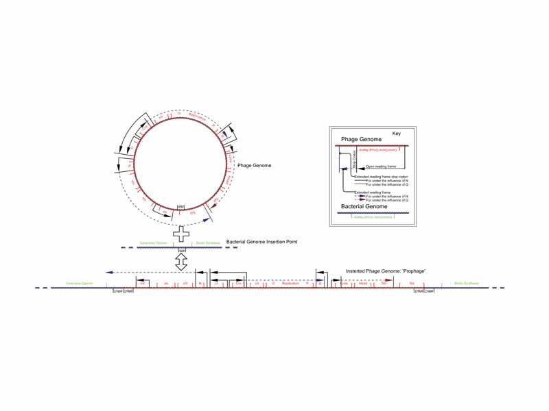 Schematic representation of the insertion of the bacteriophage lambda. Note how sib is displaced by the recombination event from the N extended pL promoter open reading frame.