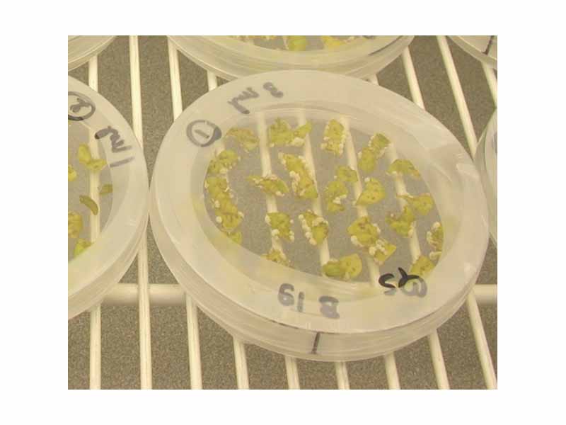 Plant (S. chacoense) transformed using Agrobacterium. Transformed cells start forming calluses on the side the leaf pieces