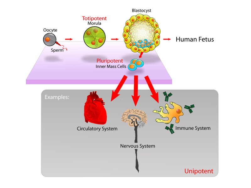 Stem cells diagram