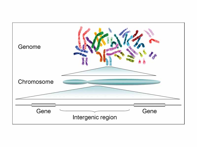 The human genome is composed of 23 pairs of chromosomes (46 in total), each of which contain hundreds of genes separated by intergenic regions. Intergenic regions may contain regulatory sequences and non-coding DNA.