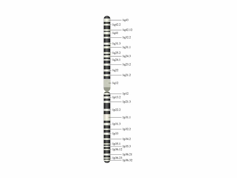 Chromosome 1 (human)