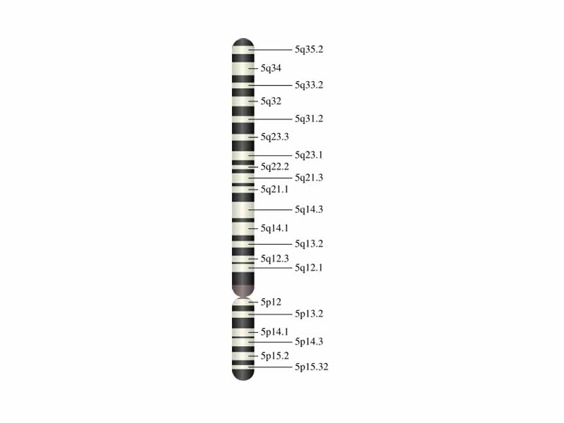 Chromosome 5 (human)