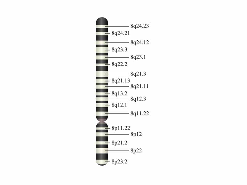 Chromosome 8 (human)