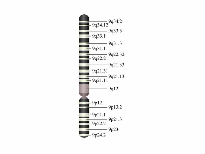 Chromosome 9 (human)