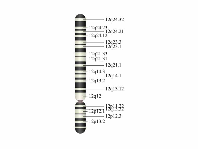 Chromosome 12 (human)