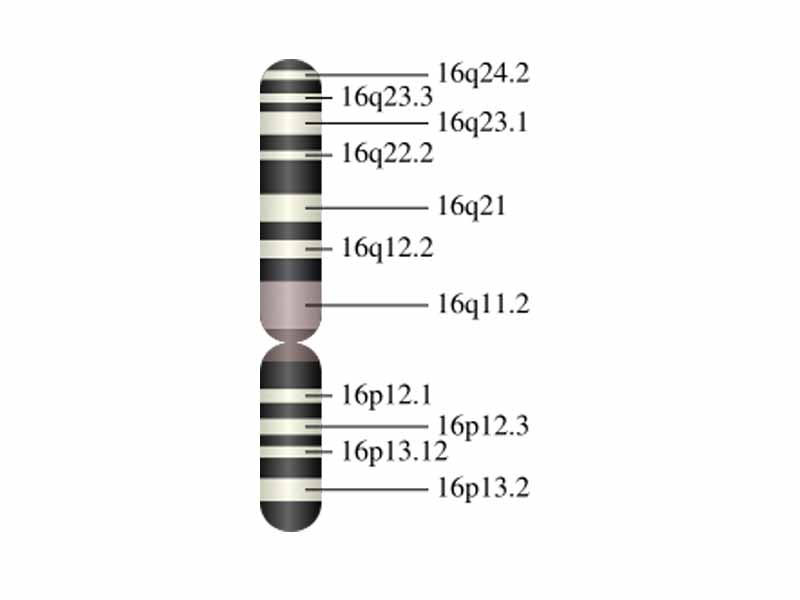 Chromosome 16 (human)