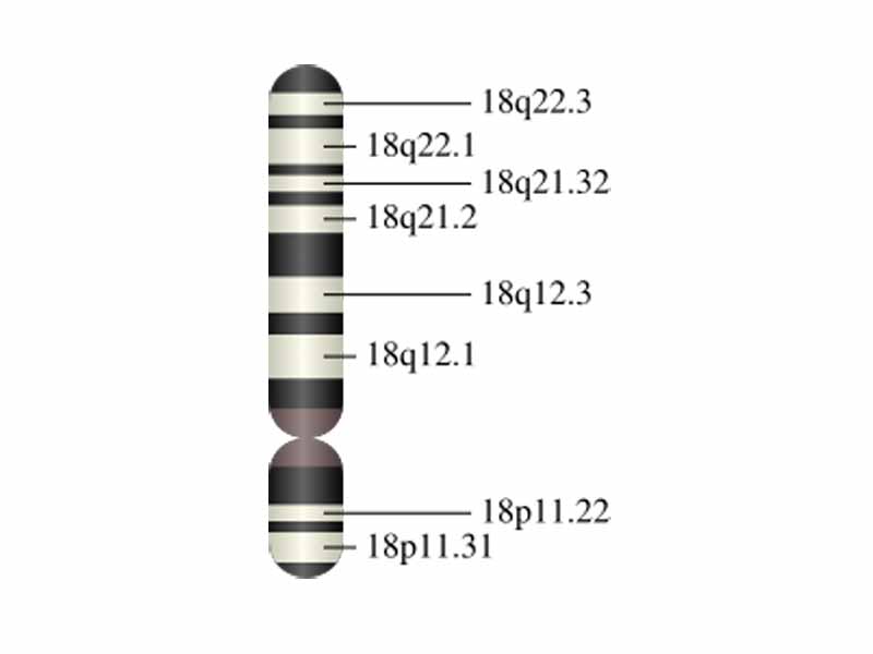 Chromosome 18 (human)