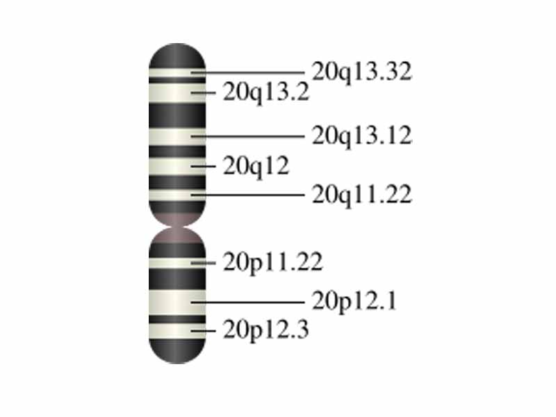 Chromosome 20 (human)