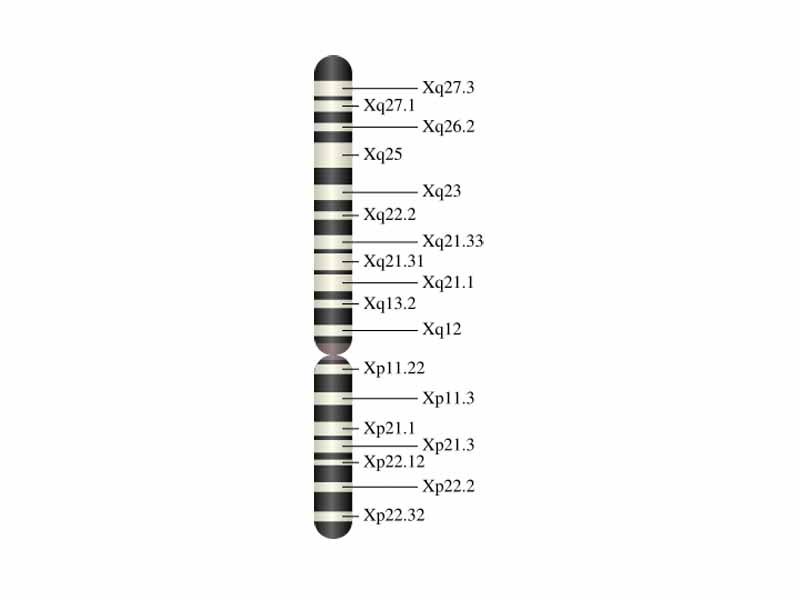 X chromosome