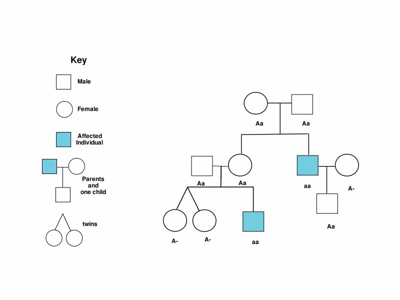 A genetics pedigree chart following a recessive trait.