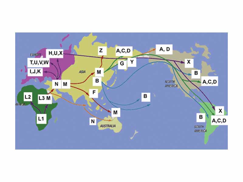 Another model of human migration based on Mitochondrial DNA