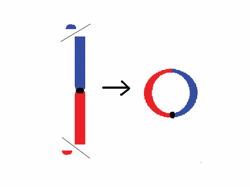 Formation of a ring chromosome.