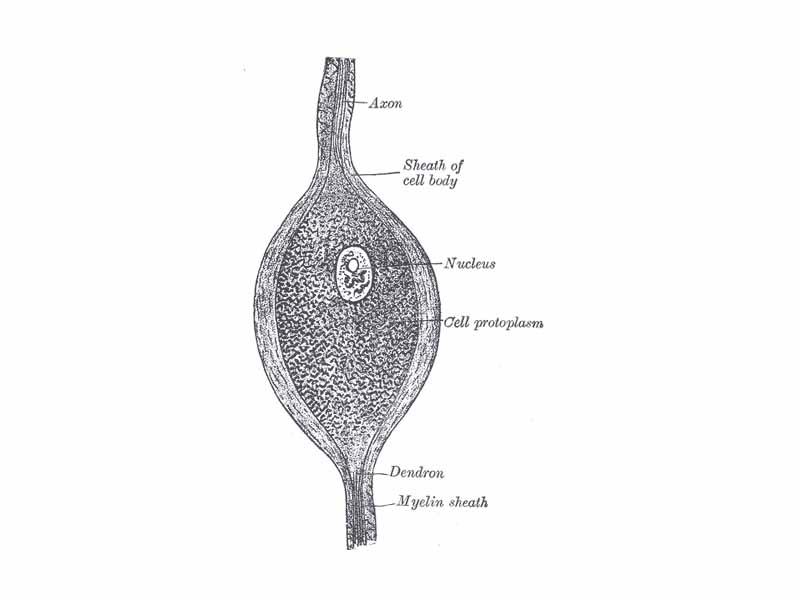 Bipolar nerve cell from the spinal ganglion of the pike.