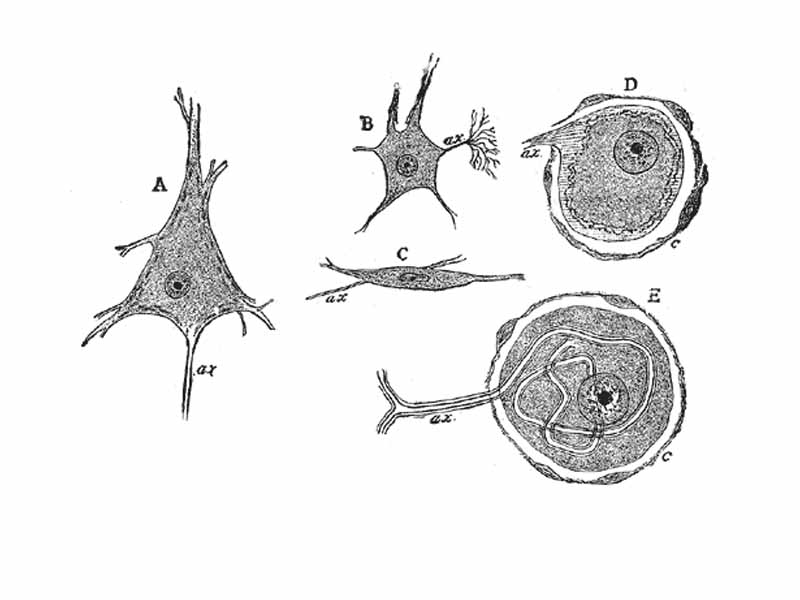 Various forms of nerve cells. - A. Pyramidal cell. - B. Small multipolar cell, in which the axon quickly divides into numerous branches. - C. Small fusiform cell. - D and E. Ganglion cells