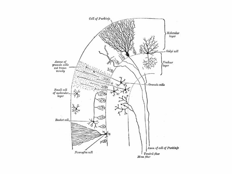 Transverse section of a cerebellar folium. (Purkinje Cell labeled at center top.)