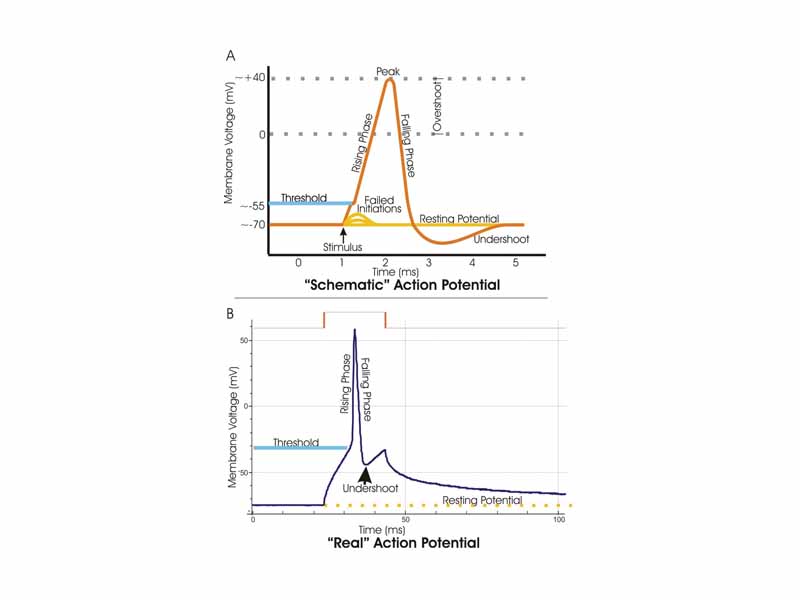 A. A schematic view of an idealized action potential illustrates its various phases as the action potential passes a point on a cell membrane. B. Actual recordings of action potentials are often distorted compared to the schematic view because of variations in electrophysiological techniques used to make the recording