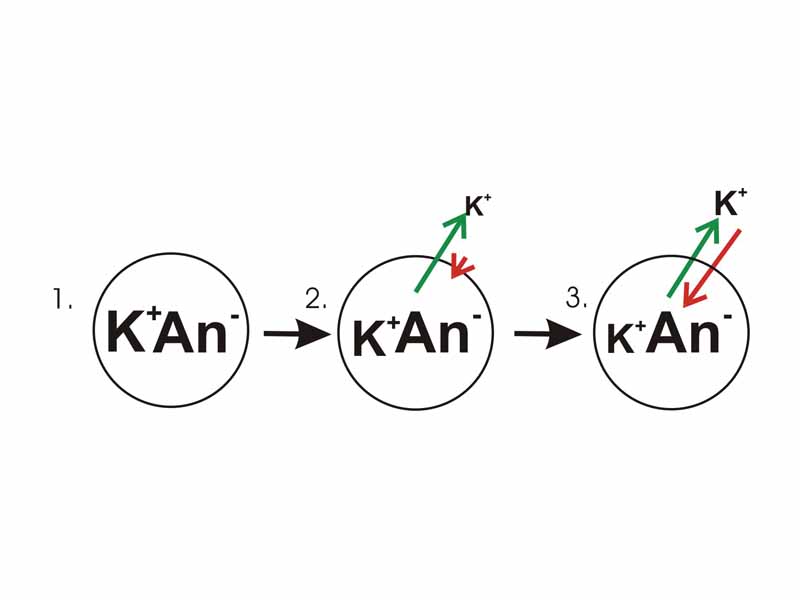 How the movement of potassium ions down their concentration gradient leads to the development of a transmembrane voltage (membrane potential).