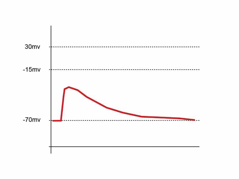 Only one EPSP does not sufficiently depolarize the membrane to generate an action potential.