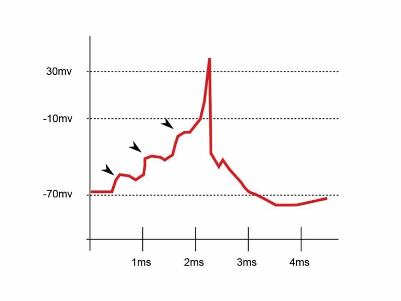 A summation of three EPSPs generates an action potential.