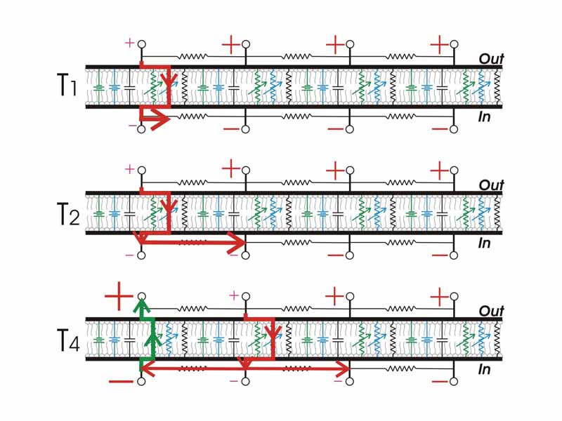 Propagating action potentials can be modeled by joining several RC circuits, each one representing a patch of membrane.