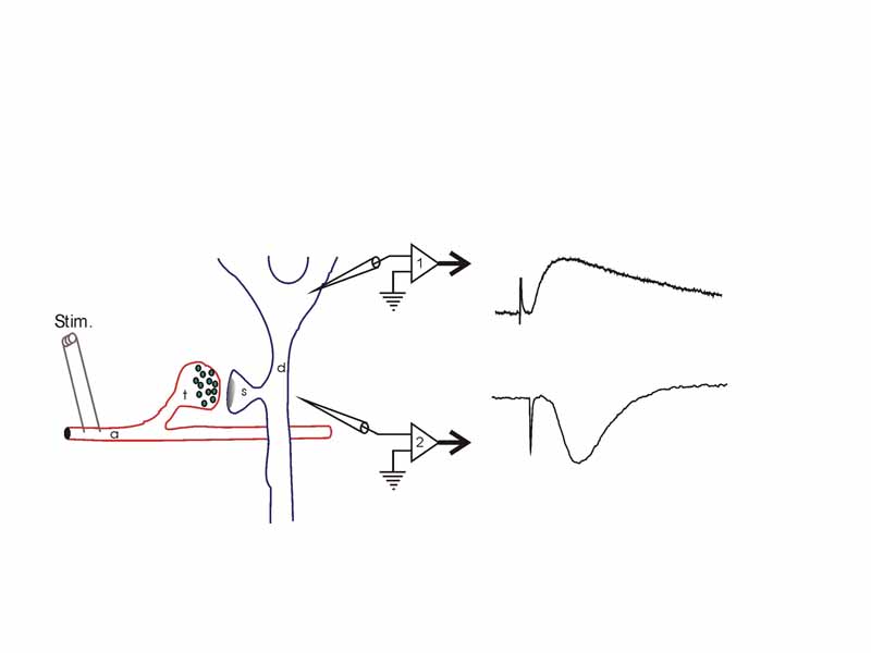 A schematic diagram showing a field potential recording from rat hippocampus.