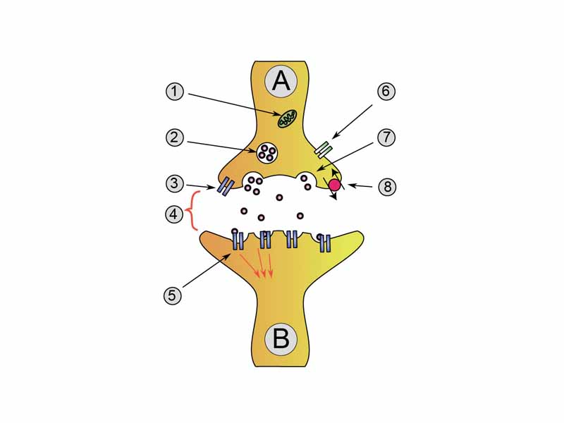 Neuron A (transmitting) to neuron B (receiving) - 1. Mitochondria - 2. synaptic vesicle with neurotransmitters - 3. Autoreceptor - 4. Synapse with neurotransmitter released (serotonin) - 5. Postsynaptic receptors activated by neurotransmitter (induction of a postsynaptic potential) - 6. Calcium channel - 7. Exocytosis of a vesicle - 8. Recaptured neurotransmitter