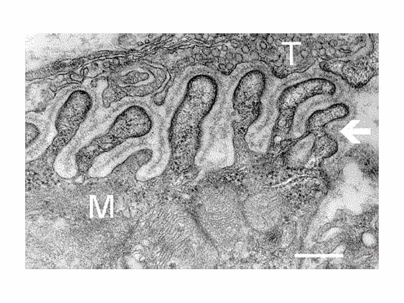 various forms of nerve cells. - A. Pyramidal cell. - B. Small multipolar cell, in which the axon quickly divides into numerous branches. - C. Small fusiform cell. - D and E. Ganglion cells