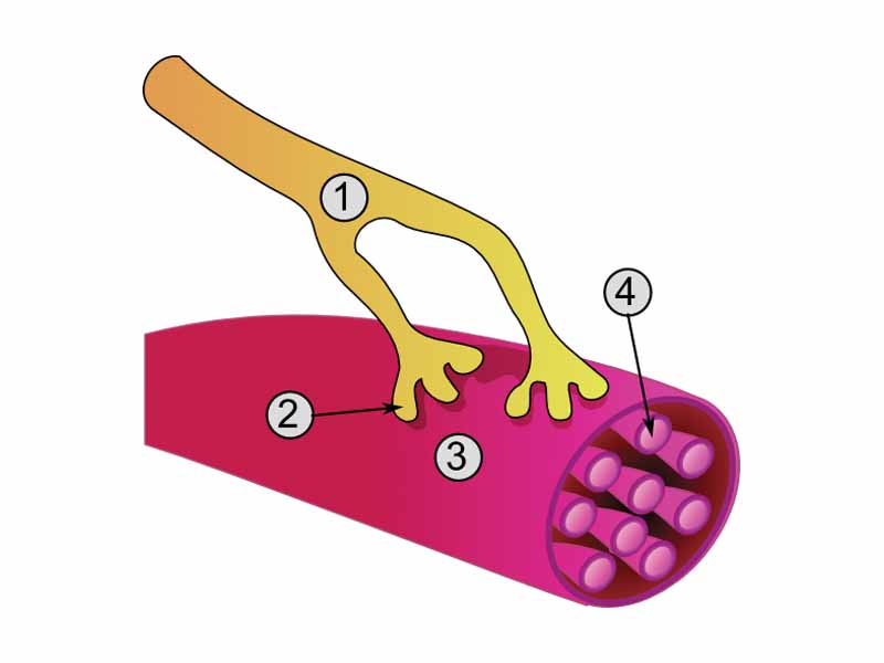 Global view of a neuromuscular junction:  -  1. Axon  -  2. Motor end-plate  -  3. Muscle fiber  -  4. Myofibril