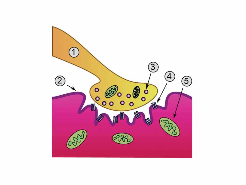 Detailed view of a neuromuscular junction:  -  1. Presynaptic terminal  -  2. Sarcolemma  -  3. Synaptic vesicle  -  4. Nicotinic acetylcholine receptor  -  5. Mitochondrion