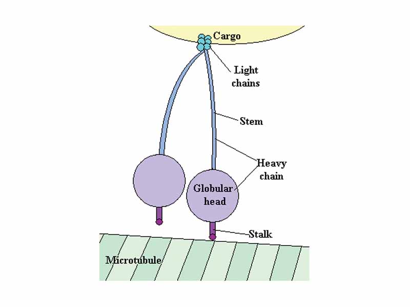 Dynein, a motor protein responsible for retrograde axonal transport, carries vesicles and other cellular products toward the cell bodies of neurons. Its light chains bind the cargo, and its globular head regions bind the microtubule, inching along it.