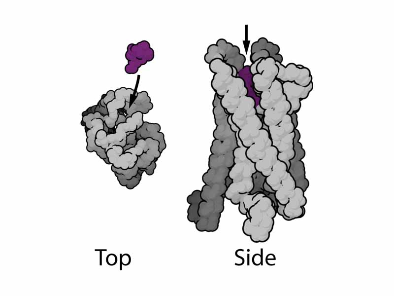 A Mu-opioid G protein-coupled receptor with its agonist