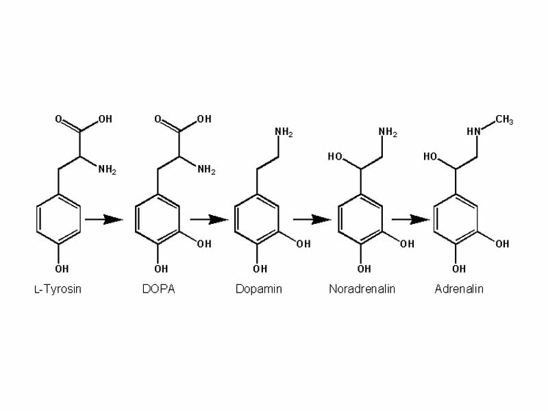 Epinephrine is synthesized from norepinephrine in a synthetic pathway shared by all catecholamines.