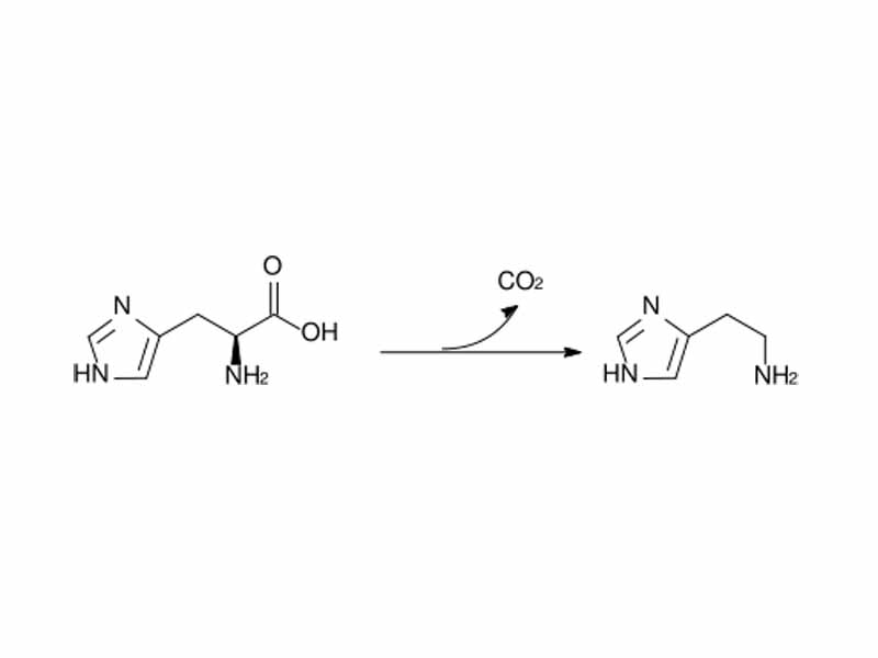 Conversion of histidine to histamine by histidine decarboxylase