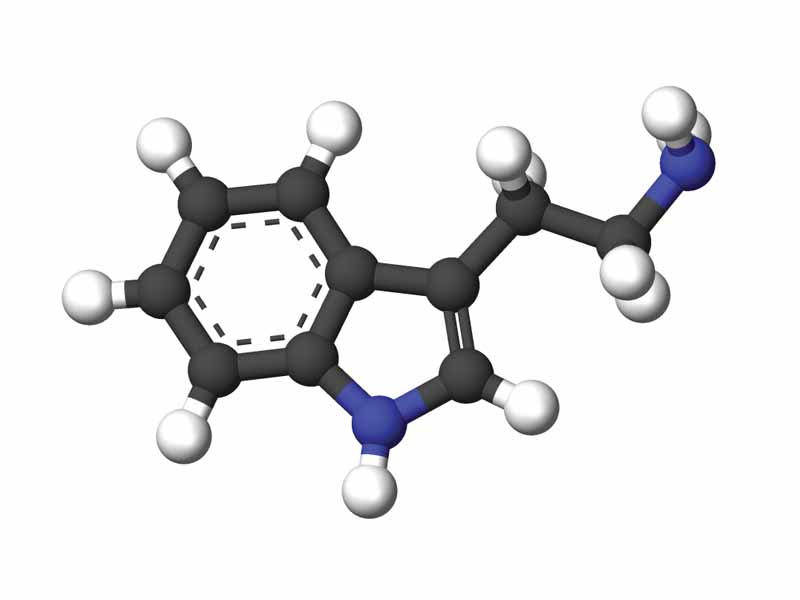 Tryptamine 3D structure