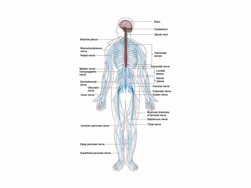 The Human Nervous System. Red is CNS and blue is PNS.