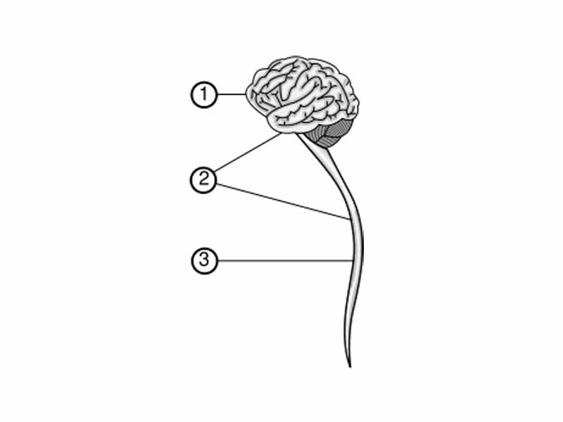 A diagram showing the CNS:  -  1. Brain  -  2. Central nervous system  -      (brain and spinal cord)  -  3. Spinal cord