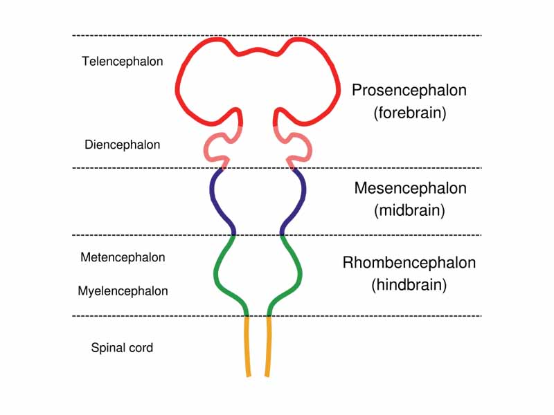 Diagram depicting the main subdivisions of the embryonic vertebrate brain. These regions will later differentiate into forebrain, midbrain and hindbrain structures.