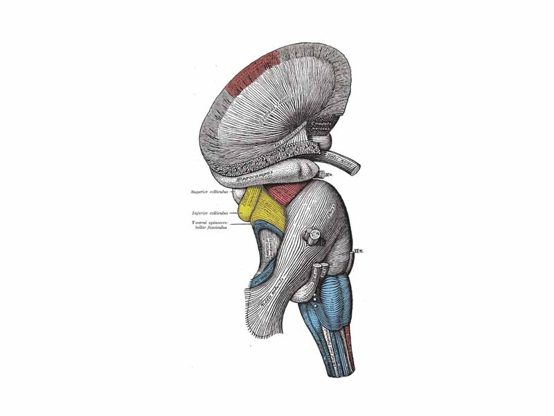 Superficial dissection of brain-stem. Lateral view.