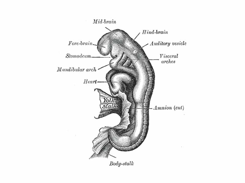 Embryo between eighteen and twenty-one days.