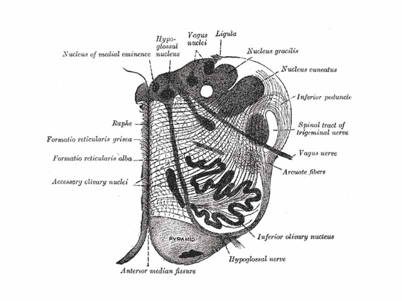 Section of the medulla oblongata at about the middle of the olive.