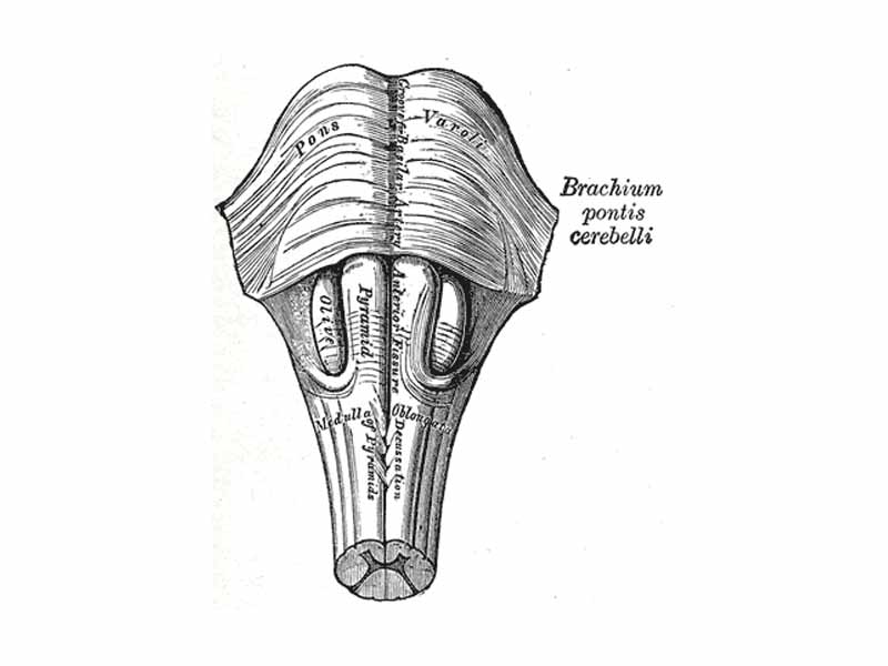 Medulla oblongata and pons. Anterior surface. (Pyramid visible at center.)