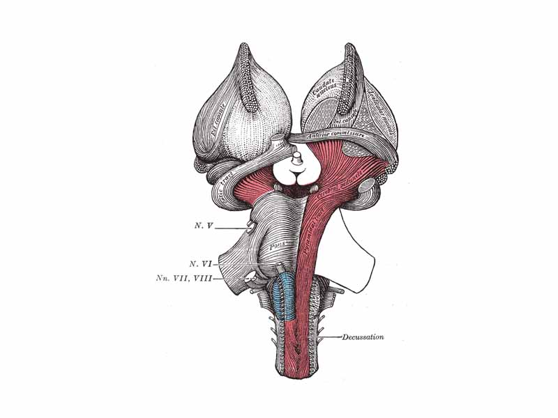 Superficial dissection of brain-stem. Ventral view.