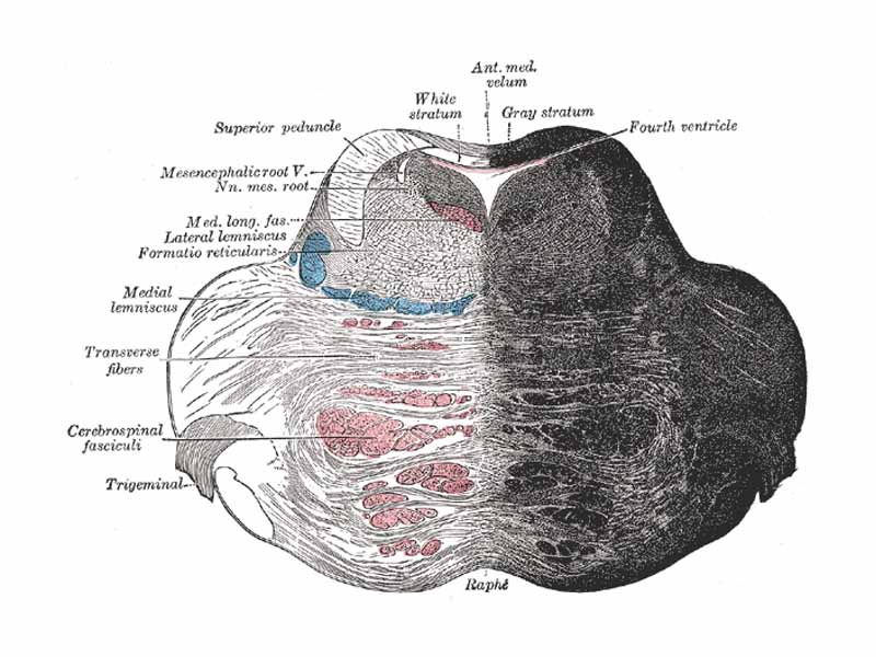 Coronal section of the pons, at its upper part.