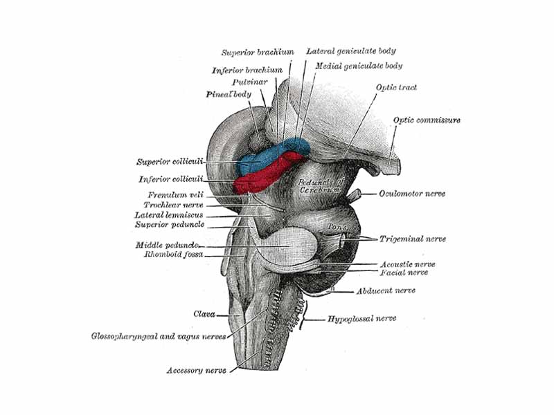 Hind- and mid-brains; postero-lateral view.