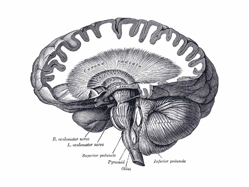 Dissection showing the course of the cerebrospinal fibers.