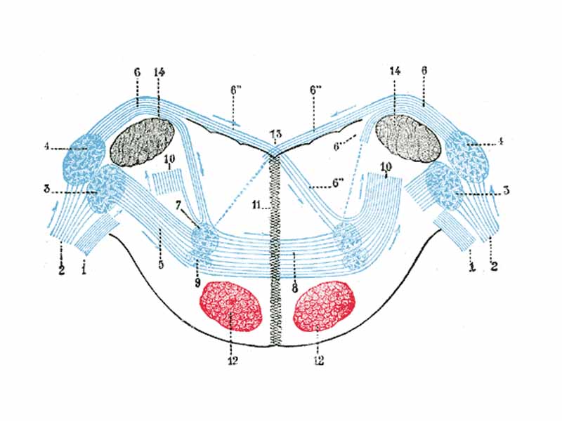 Terminal nuclei of the cochlear nerve, with their upper connections.