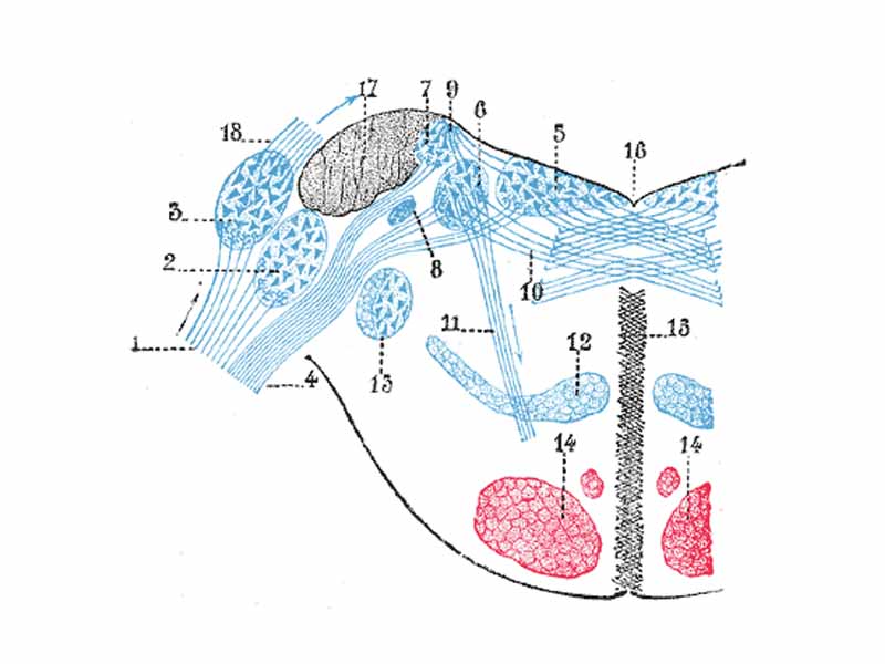 Terminal nuclei of the vestibular nerve, with their upper connections.